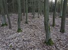 Mince nali na procházce v lese nedaleko klátera Kladruby na Tachovsku dva...