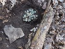 Mince nali na procházce v lese nedaleko klátera Kladruby na Tachovsku dva...