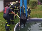 V Maenicích - Dolní Svtlé spadl do bazénu mladý býk.