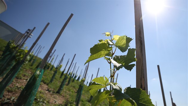 Vinohrad osadili pracovnci pod vedenm vinae Zdeka Prokee z Dolnch Bojanovic. Protoe se nachzme nejbl k vinask podoblasti znojemsk, vybrali jsme pro vinohrad odrdy ryzlink rnsk a sauvignon, kter jsou pro ni typick, ekl Proke.