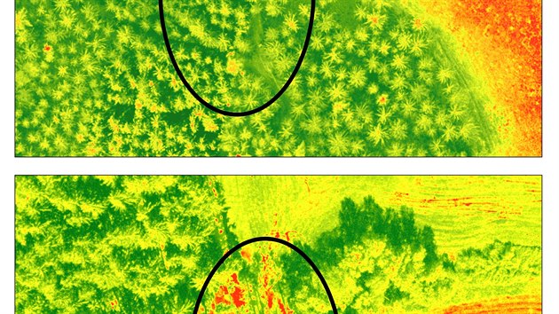 Obrázek porovnává stejné místo nasnímané začátkem června (horní snímek) a ve čtvrtek. Na horním snímku lze ve vyznačené oblasti rozpoznat stromy, na dolním snímku již byly nemocné stromy vytěženy.