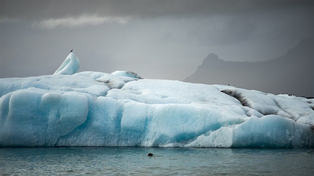 Islandsk ledovce