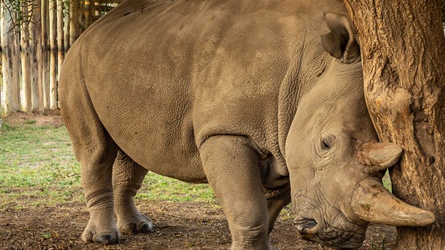 Za sloitch podmnek kvli koronavirovm opatenm se uskutenil tet odbr vajek samic nosoroce blho severnho Fatu a Njin. Odbr je klov pro peit druhu. (18.8.2020).
