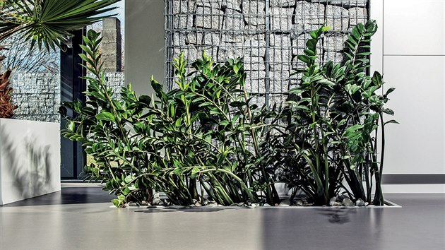 Exotick rostlina Zamiokulkas si tu roste pmo ze zem. Svd j obrovsk okna domu.