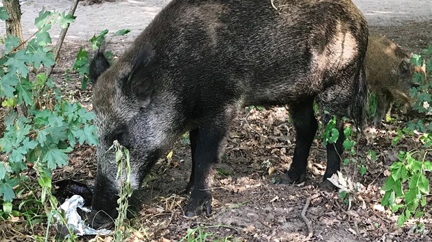 Slavn bachyn, kter nudistovi ukradla taku s laptopem a ten ji pronsledoval po pli u berlnskho jezera Teufelsee. (7. srpna 2020)