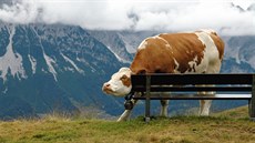 Sv�dí to! Kráva na vyhlídce na ho�e Hartkaiser v tyrolských Alpách