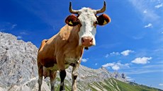 Krajina s krávou nedaleko vesnice Leutasch v tyrolských Alpách 