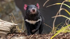 Nutmeg aneb mukátový oíek, to je jméno dalího tasmánského erta v Zoo Praha