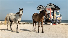 Divocí koně na pláži