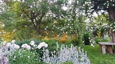 Rodinná růžová zahrada na Hané, kterou mladí manželé budovali šestnáct let....