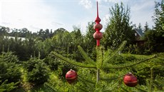 Majitel plantáe vánoních stromk v prostjovské ásti echovice-Záhoí se...