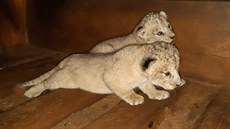 v plze�ské zoo se narodila mlá�ata vzácného lva berberského.