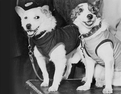 Statené psí kosmonautky Blka a Stelka na 80 let starém snímku z doby, kdy se...