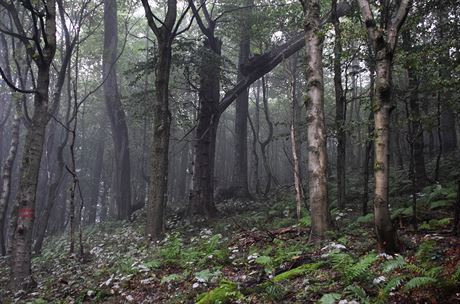 Javorinský prales je unikátní pírodní rezervace.