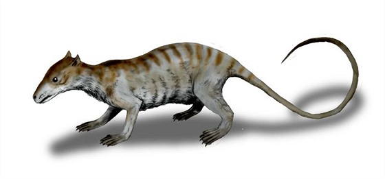 Mezi pravděpodobné původce rýh po okusu na dinosauří fosilii patří také...