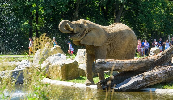 Ti slonice si ve zlínské zoo uívají nový rozlehlý výbh, který je základem...