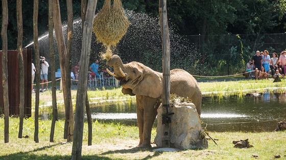 Sloni si ve zlínské zoo užívají nový rozlehlý výběh, který je základem nově...