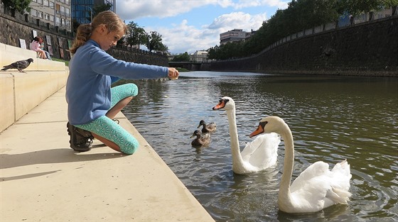 Samice, která jako jediná peila pokus pejít spolu s partnerem a mláaty pes...