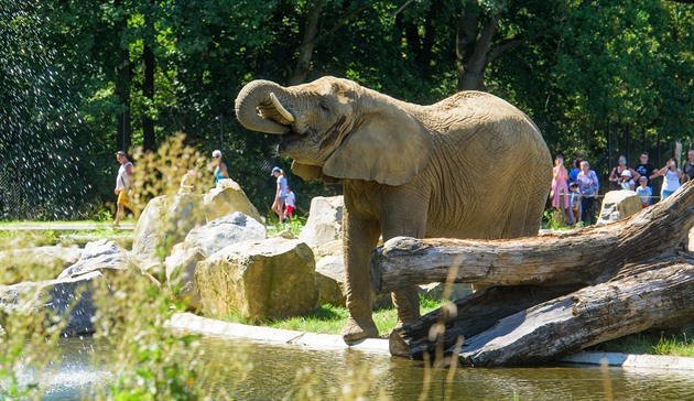 Ti slonice si ve zlínské zoo uívají nový rozlehlý výbh, který je základem...