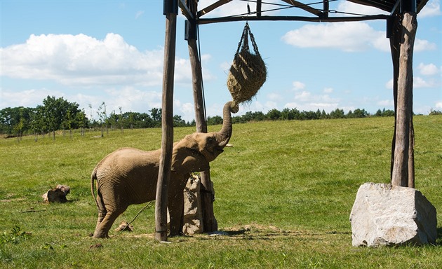 Zlínská zoo láká na sloní výběh bez plotů, brzy chce ve stádu mít i samce