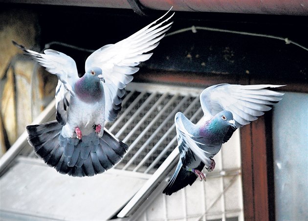 Orientaní smysl potovních holub je fascinující.