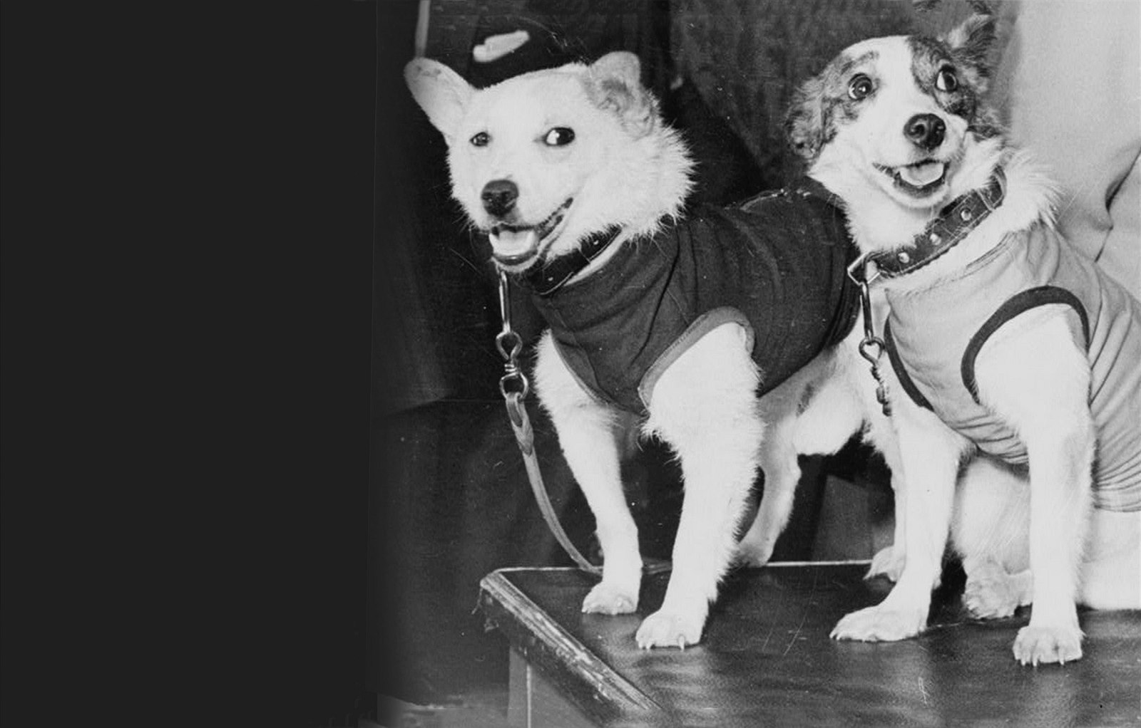 Самое первое животное полетевшее в космос. Собаки космонавты. Стрелка собака космонавт. Белка стрелка Гагарин Королев. Лайка космонавт.