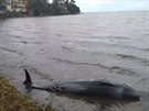 Na Mauriciu umírají delfíni