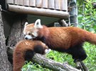 Panda �erven� uk�zala poprv� ml�d�