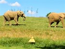 Sloni ve zlínské zoo si uívají nový výbh