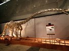Rekonstruovaná kostra sauropodního dinosaura druhu Klamelisaurus gobiensis,...