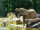 Ti slonice si ve zlínské zoo uívají nový rozlehlý výbh, který je základem...