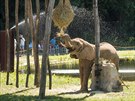 Sloni si ve zlínské zoo uívají nový rozlehlý výbh, který je základem nov...