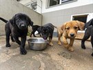 Zatoulan� psi �i necht�n� �t��ata byli v Olomouci des�tky let umis�ov�ni do...