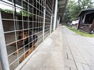 Zatoulan� psi �i necht�n� �t��ata byli v Olomouci des�tky let umis�ov�ni do...