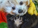 Brn�nsk� zoo se povedl odchov pandy �erven�. Matka poprv� uk�zala ml�d�...