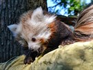 Brn�nsk� zoo se povedl odchov pandy �erven�. Matka poprv� uk�zala ml�d�...