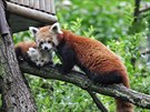 Brnnské zoo se povedl odchov pandy ervené. Matka poprvé ukázala mlád...