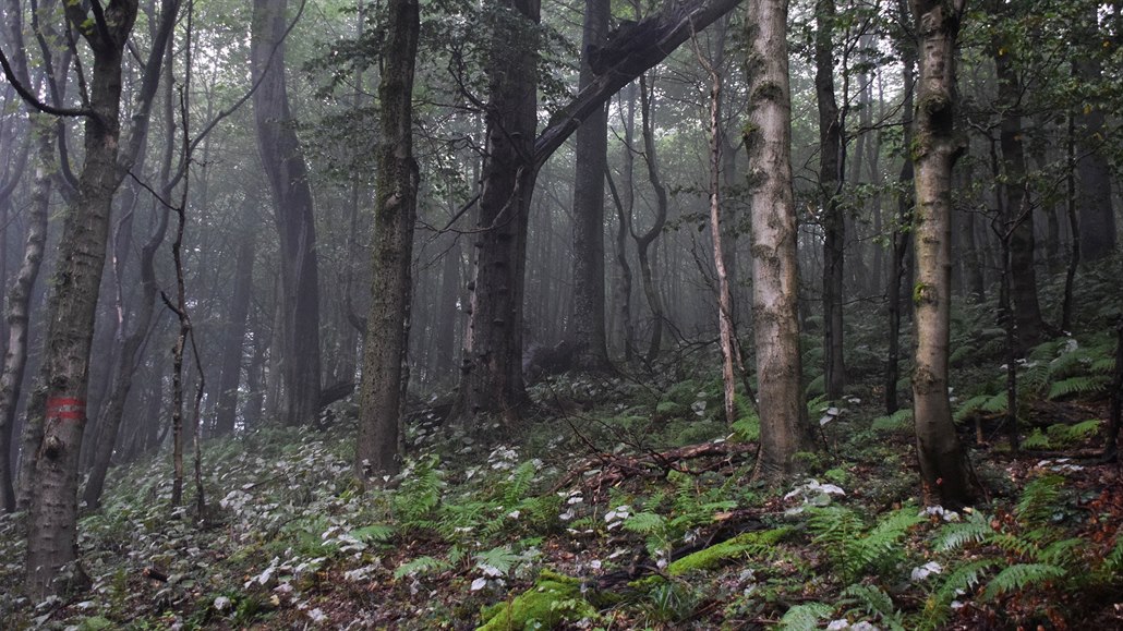 Javorinský prales je unikátní přírodní rezervace.