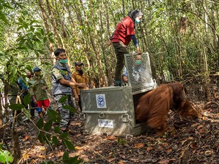 Stěhování orangutana. V Indonésii převezli skupinu, která uvázla na plantáži.