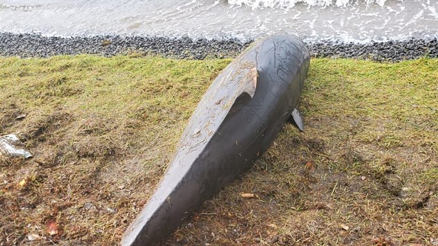 Nejmn 17 mrtvch delfn se nalo na mauricijskm pobe, u nho ped mscem havarovala japonsk nkladn lo. (26. srpna 2020)