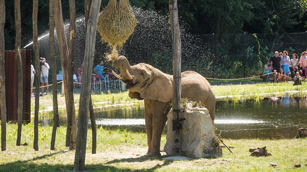 Sloni si ve zlnsk zoo uvaj nov rozlehl vbh, kter je zkladem nov vznikajcho safari Karibuni.
