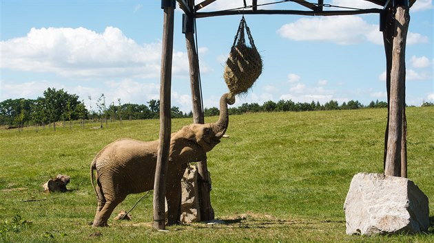 Sloni si ve zlnsk zoo uvaj nov rozlehl vbh, kter je zkladem nov vznikajcho safari Karibuni.