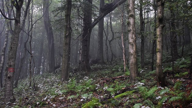 Javorinsk prales je uniktn prodn rezervace.