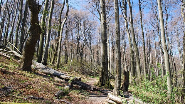 Javorinsk prales je uniktn prodn rezervace.