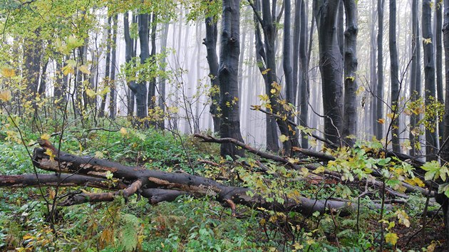 Javorinský prales je unikátní přírodní rezervace.
