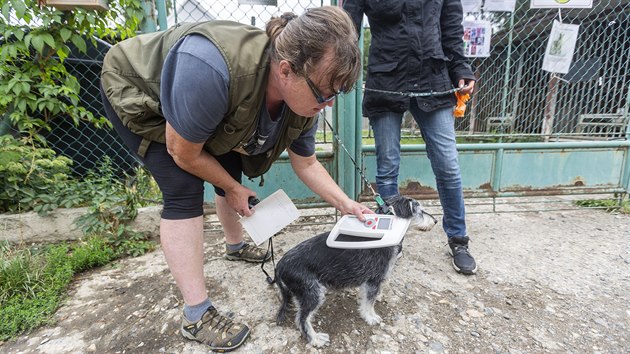 Zatoulaní psi či nechtěná štěňata byli v Olomouci desítky let umisťováni do útulku ve čtvrti Neředín, který provozuje Liga na ochranu zvířat. To se má nyní změnit. Na snímku vedoucí útulku Hana Dědochová ověřuje čip u psa.