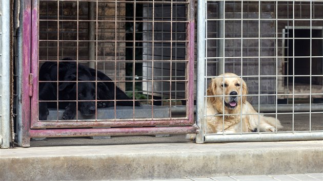 Zatoulaní psi či nechtěná štěňata byli v Olomouci desítky let umisťováni do útulku ve čtvrti Neředín, který provozuje Liga na ochranu zvířat. To se má nyní změnit.