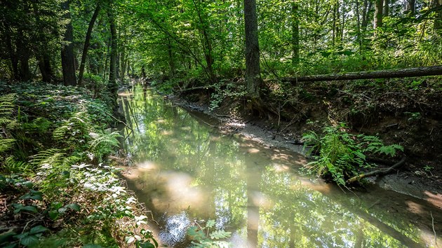 Kanl Alba pobl Lpy nad Orlic na Rychnovsku