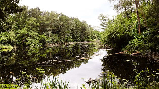 Přírodní rezervace Karlov byla vyhlášena rezervací již v roce 1933, což ji řadí mezi nejstarší na Znojemsku. Zabírá rozlohu bezmála šesti hektarů. Stromy se tady odráží v hladinách rybníků, které dávají životní prostor řadě vzácných zvířecích obyvatel.