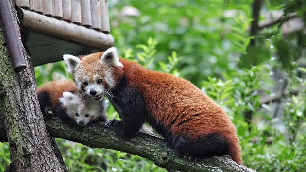 Brnnsk zoo se povedl odchov pandy erven. Matka poprv ukzala mld nvtvnkm i chovatelm.